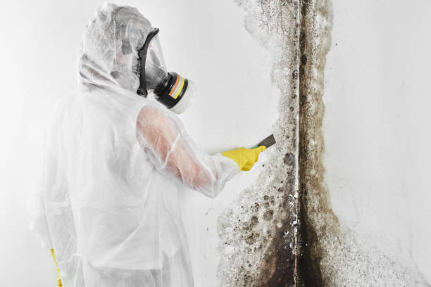 Best Residential Mold Removal  in Noroton Heights, CT