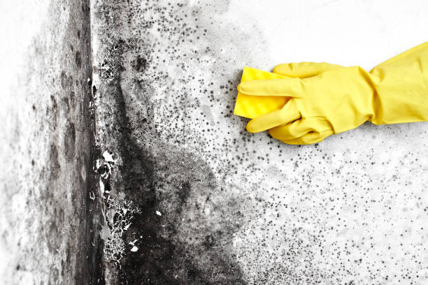 Best Home Mold Removal  in Noroton Heights, CT