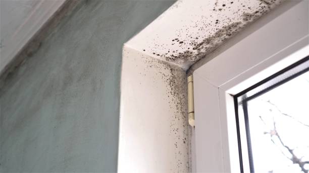 Office Mold Removal Services in Noroton Heights, CT