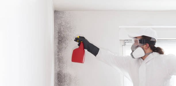 Best Home Mold Removal  in Noroton Heights, CT
