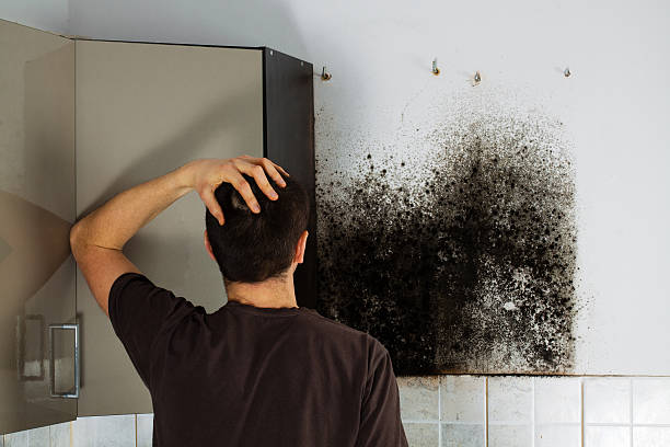  Noroton Heights, CT Mold Removal Pros