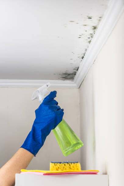 Best Commercial Mold Removal  in Noroton Heights, CT