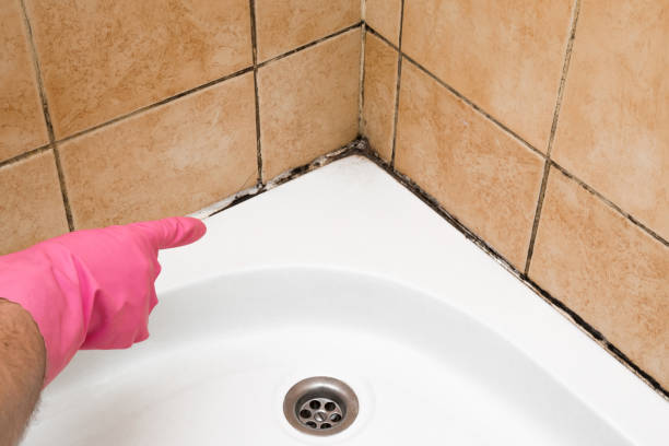Best Mold Removal Near Me  in Noroton Heights, CT